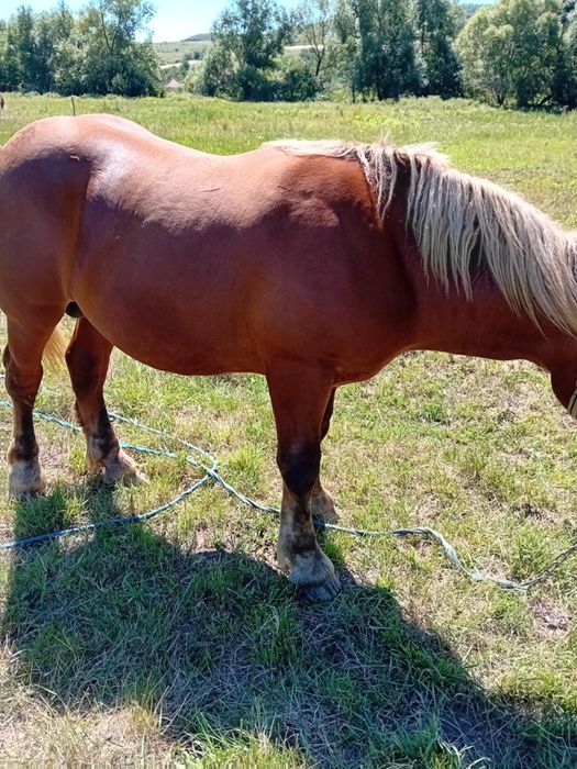 vând mânz mai multe detalii la telefon