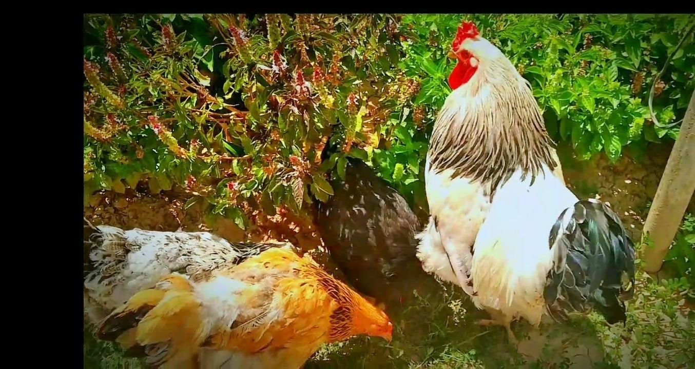 Bramala va qora shağzoda sotiladi