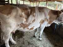 Vaca de vanzare 6ani