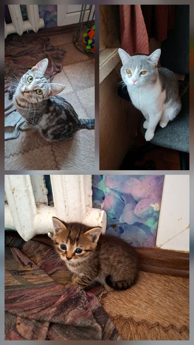 Котик 1,5 месяца