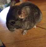 Chinchilla sinsila