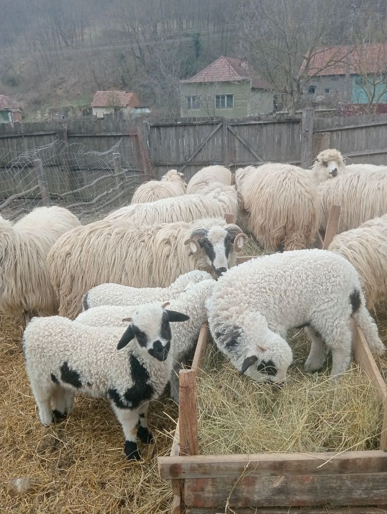 Vând oi și berbec