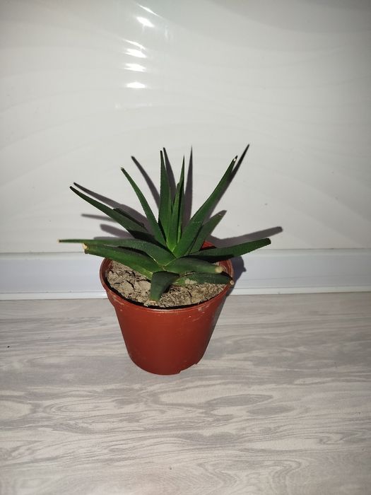 Xaortiya хавортия (алоэ)