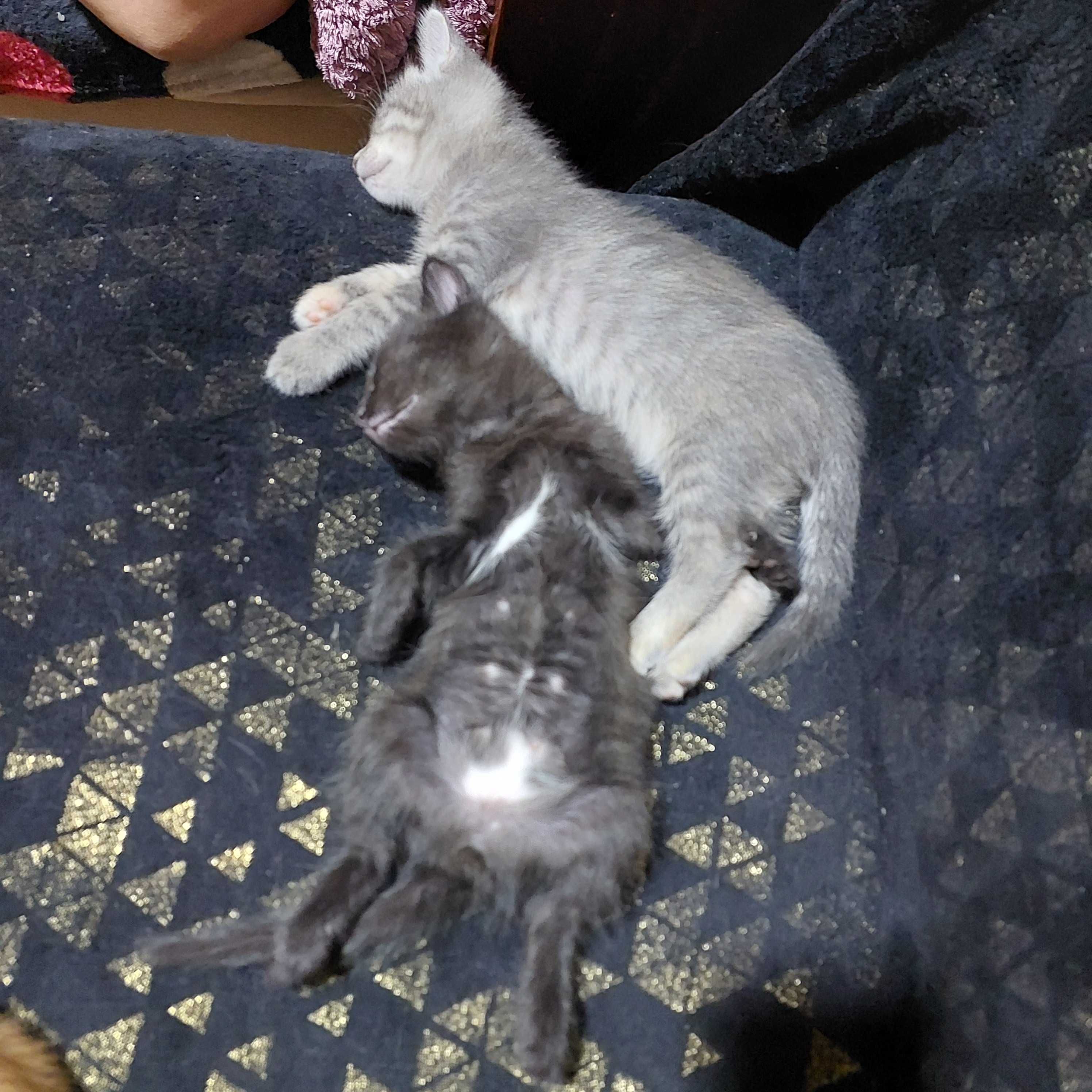 Катят в добрые руки