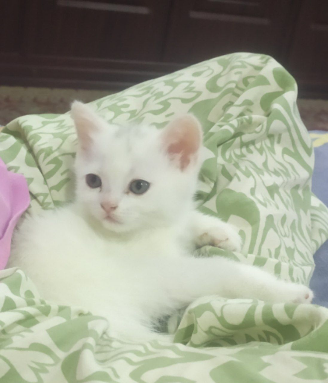 Котята Шотландский и Британские