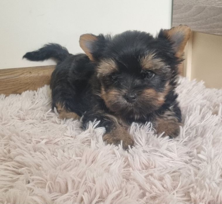 Йоркширски Териер МИНИ