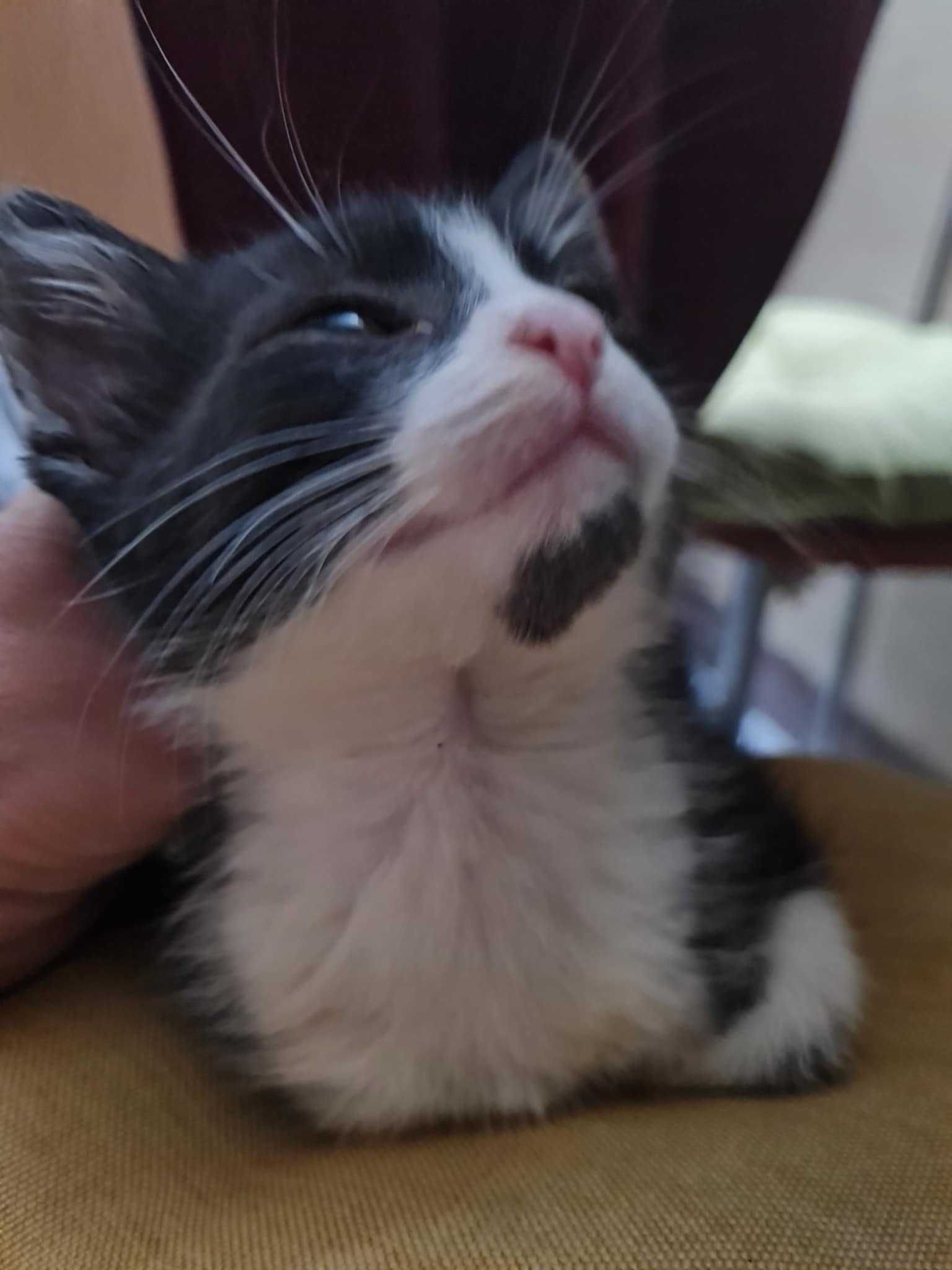 Момче коте си търси дом