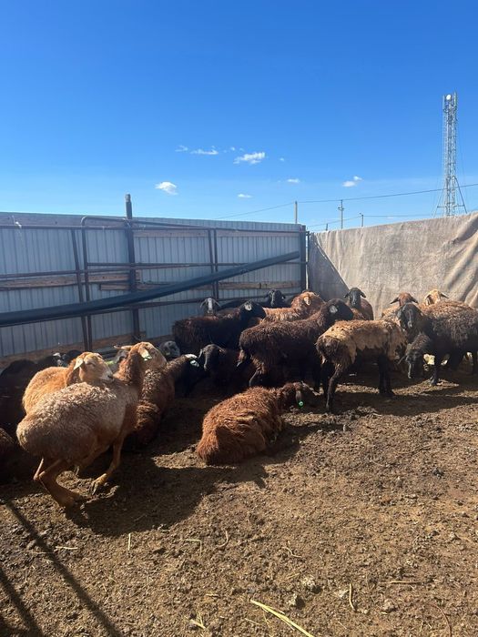 Қой тұсақ,марқалар сатылады