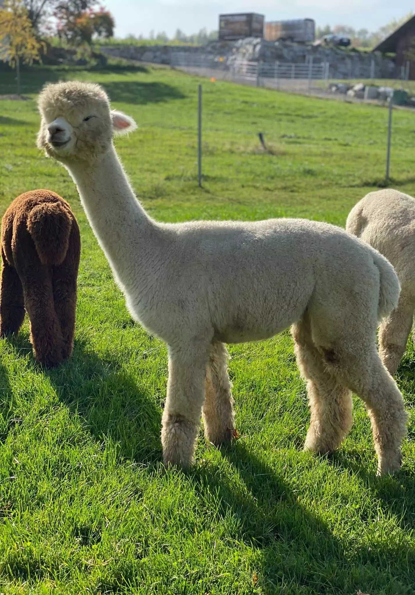 Vând Alpaca femele și masculi