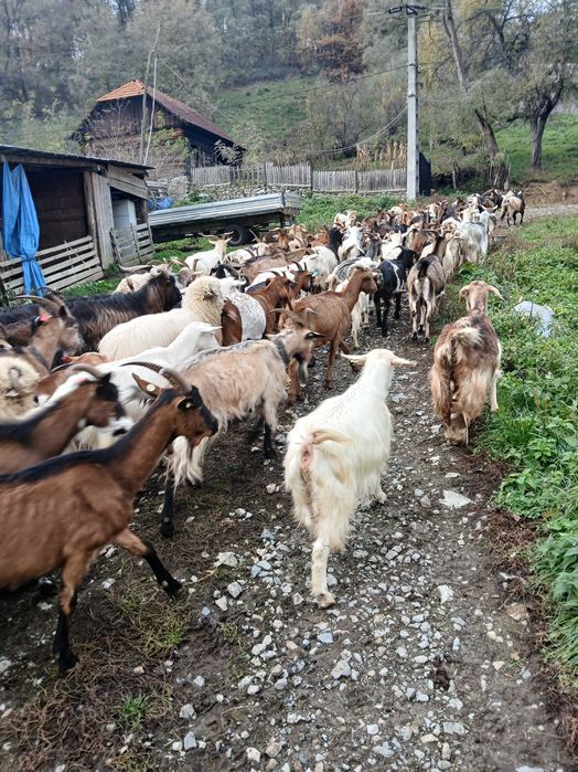 Vand 100 capre mature