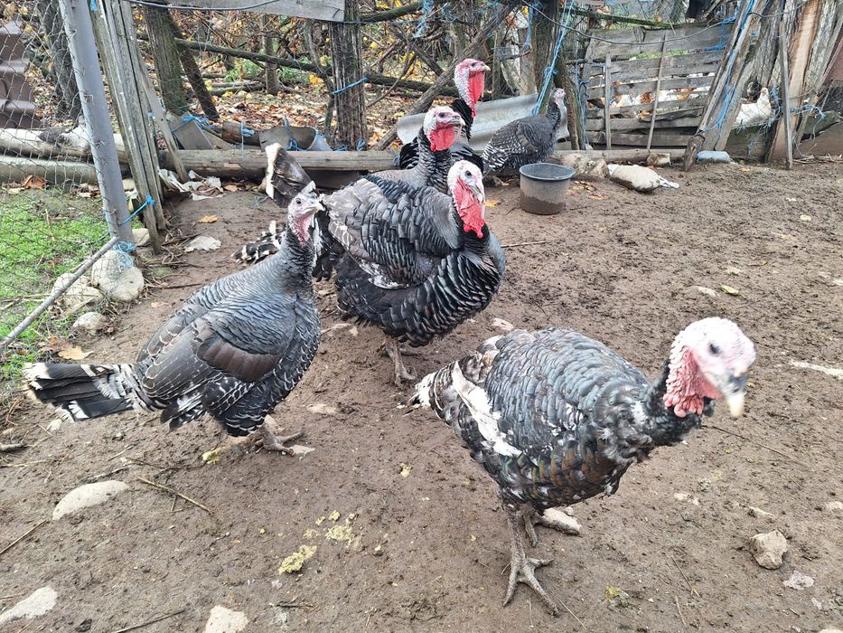 Curcanii de tara naturali 100%