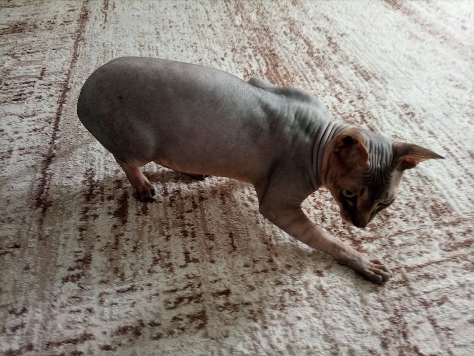 Вязка канадского сфинкса