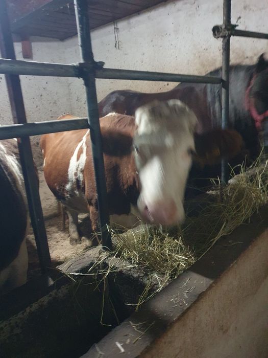 De vanzare 2 junci gestante