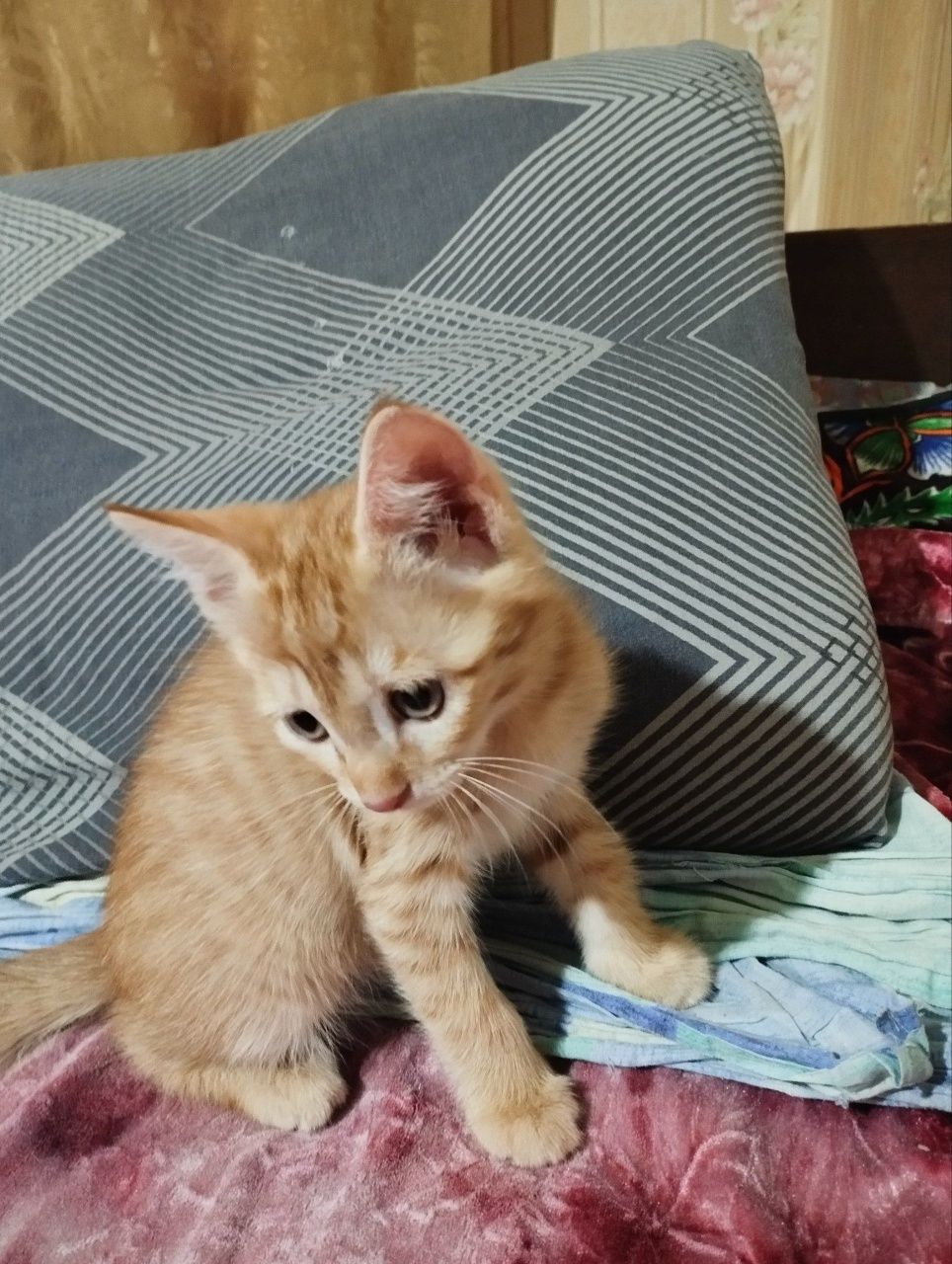 Срочно отдам котят!!!