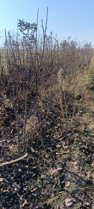 Ishonchli karlik va polukarlik yongʻoq kuchatlari