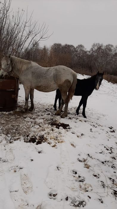 Продам кобылу с жеребенком