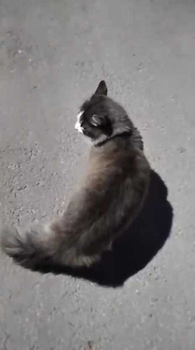 Коту нужен дом! Срочно!