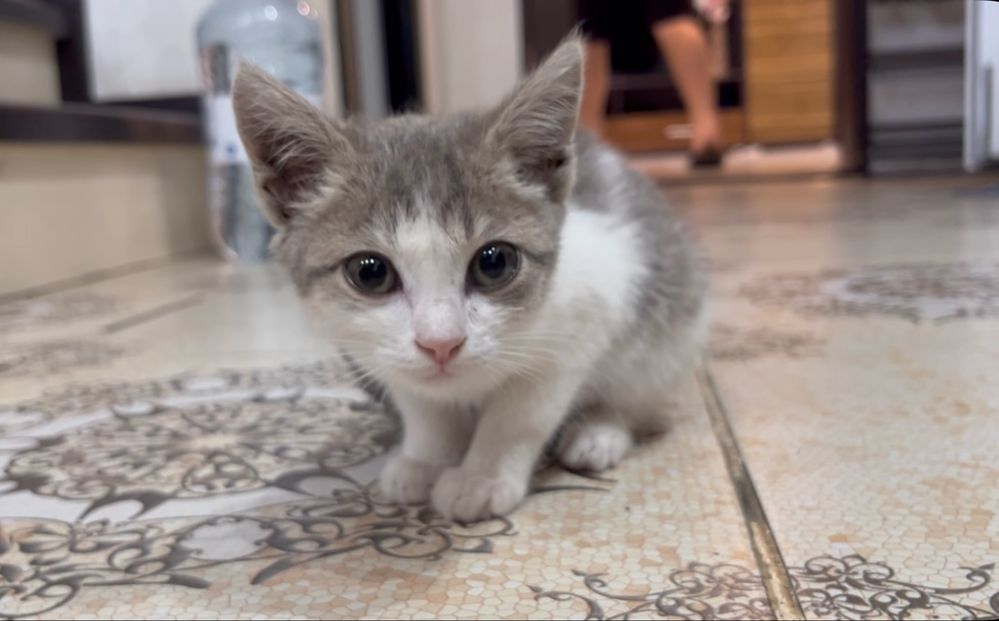 Котята мальчик и 2 девочки