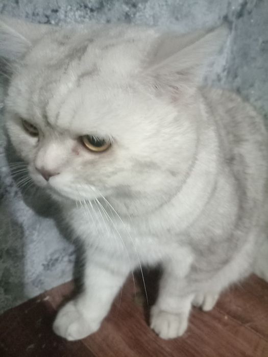 Вязка британский кот