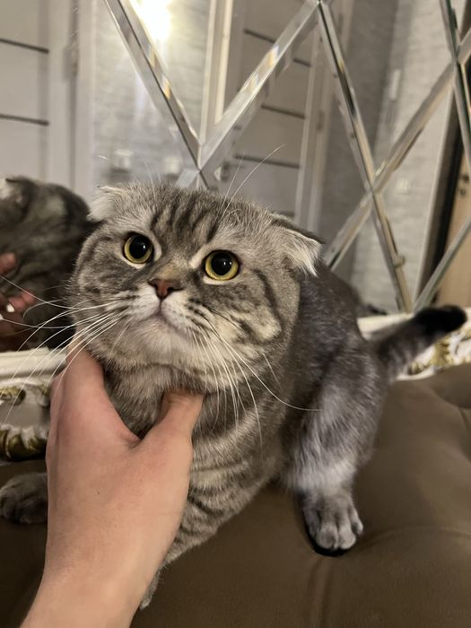 Mushuk chatishtiriladi