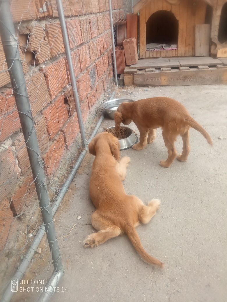 Английски кокер шпаньол