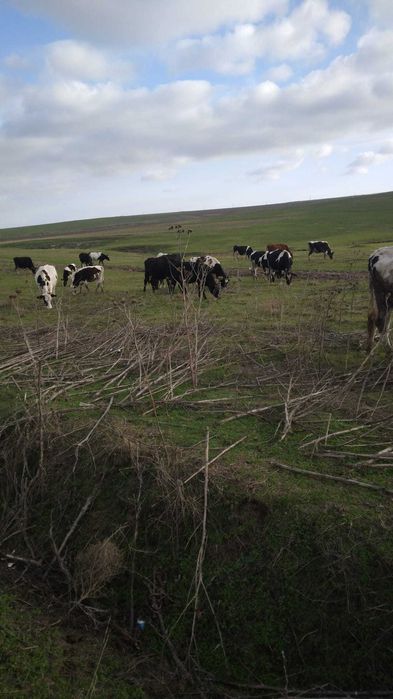 Vand vaci la alegere- pret negociabil la fata locului