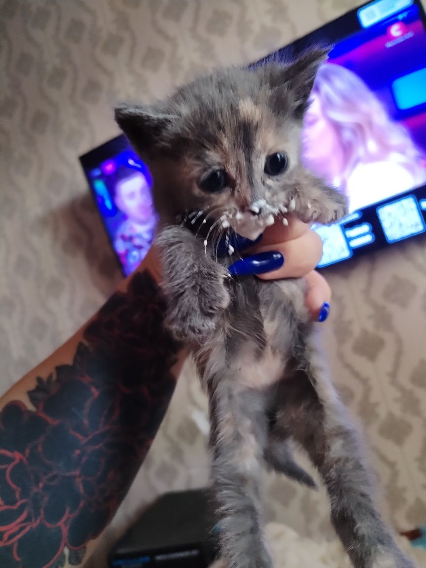 Отдам котят, найдёныши