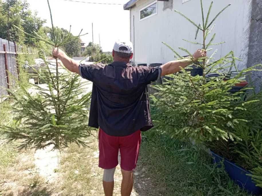 Brazi ornamentali ce dau personalitate grădinii tale