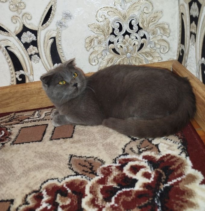 Скотиш фолд киз бола мушукча сотилади