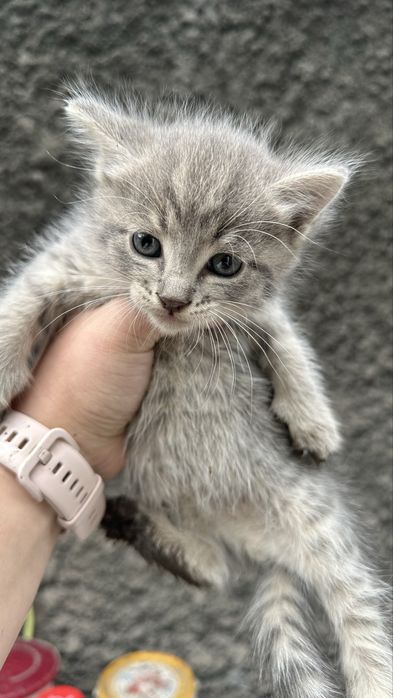 Отдам котенка даром
