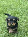 Vand,disponibili
