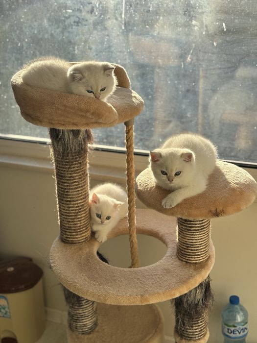 Късокосместа британка BRY