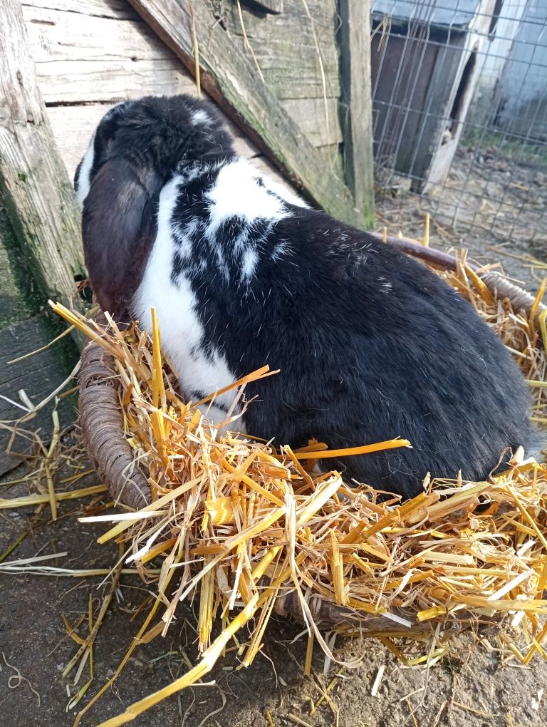 Iepuri berbec german (pui și maturi)