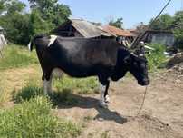 Vand vaca de lapte