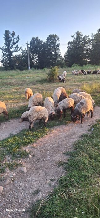 Vând oi si miei  de tinut sau taiat