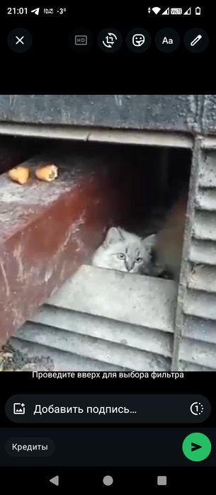 Срочно беременная кошка и пять котят