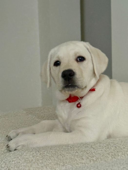 Labrador  cu pedigree