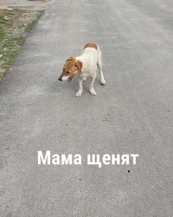 Пристраиваются малыши.