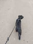 Pet sitter si educatie canina