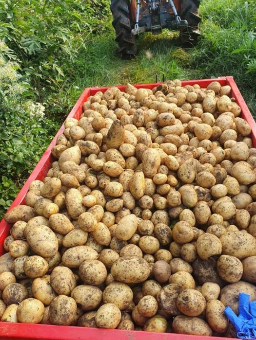 Домашни картофи
