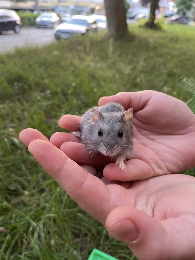 Vând pui de hamsteri
