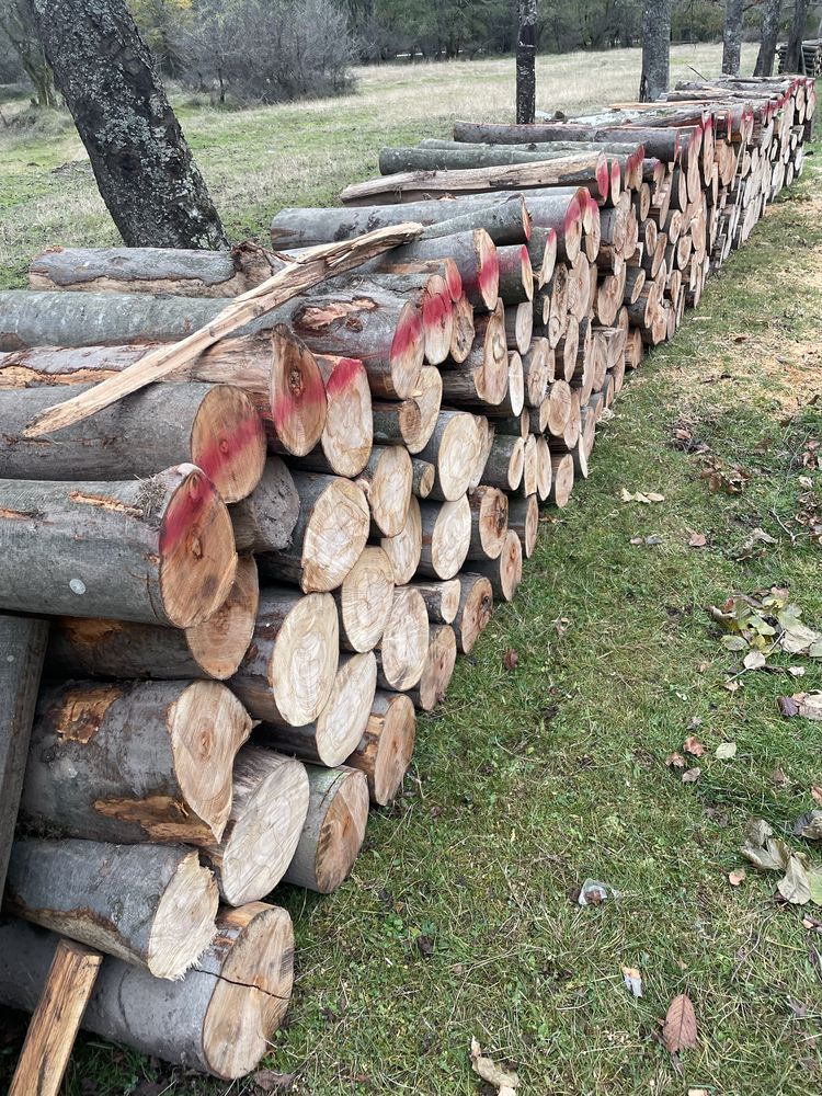 Vindem lemne de foc esențe tari [FAG,GORUN,CARPEN,CER]