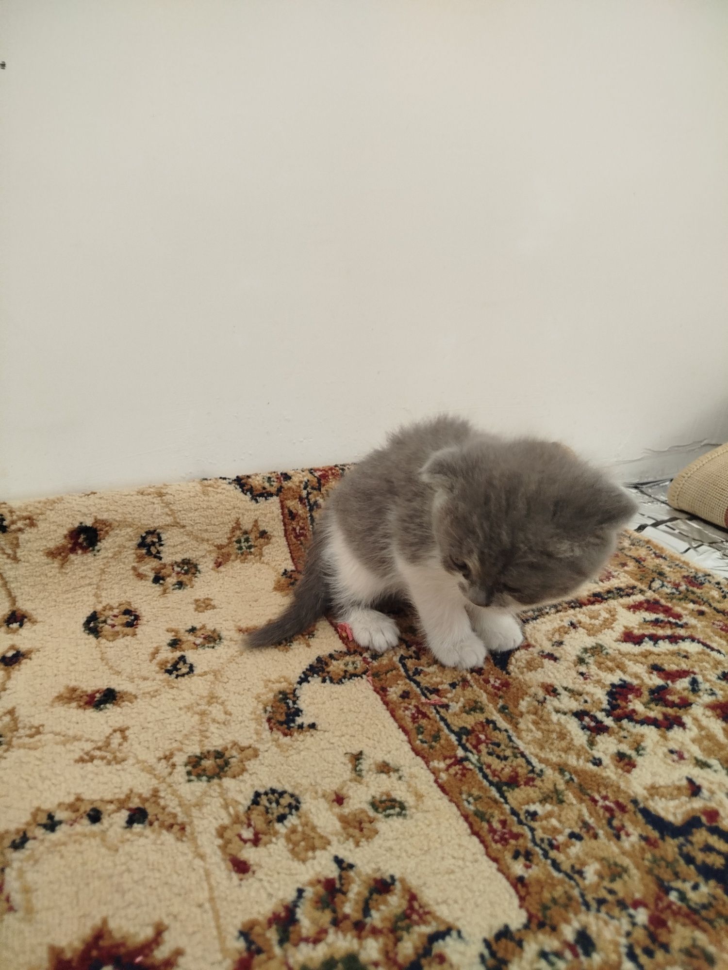 Zotli mushuk bolasi srochna sotiladi