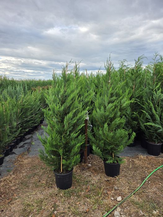 Brazi Arginti Verzi de la 2 la 5 m