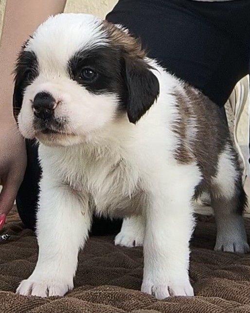 Femela Saint Bernard cu Pedigree