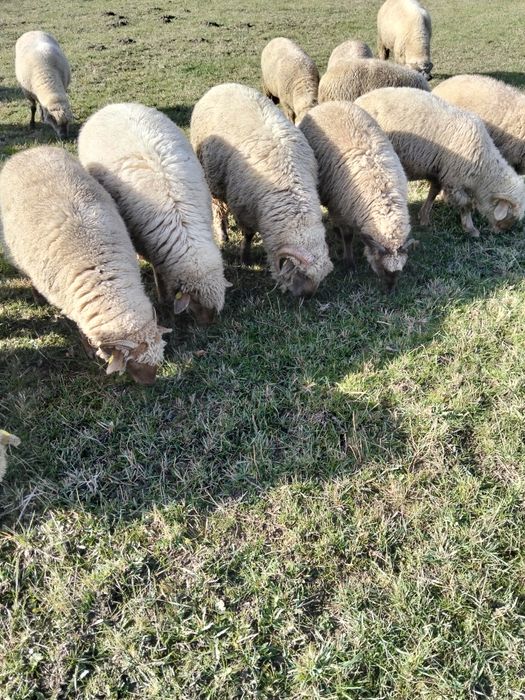 Cârlani de vânzare.