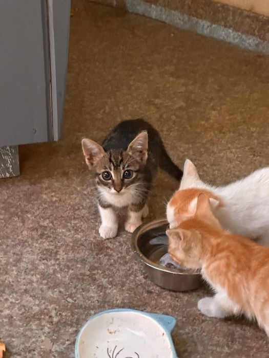 Pisica adoptie - 3 Pui frumoși