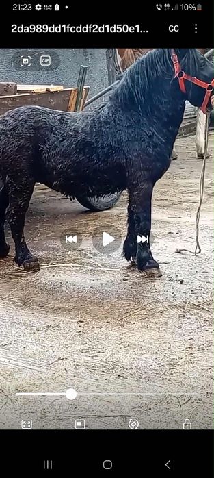 harmasar de 3 anișori acte la zi