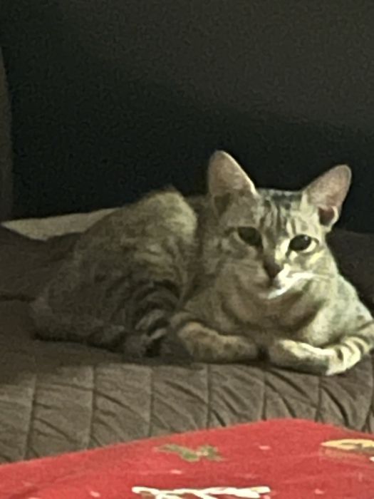 Adoptie pisicuta
