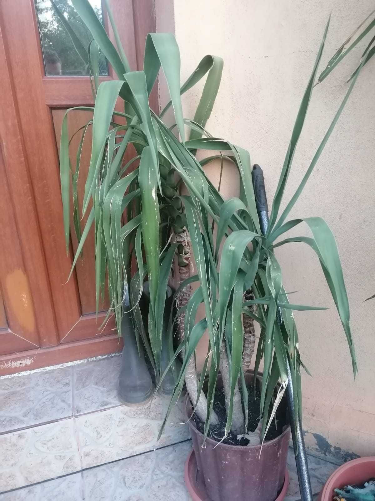 Plante ornamentale Yucca, diverse marimi, Bucuresti, sect 5